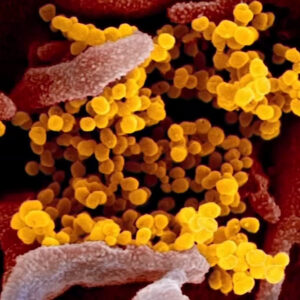 Coronavirus variant